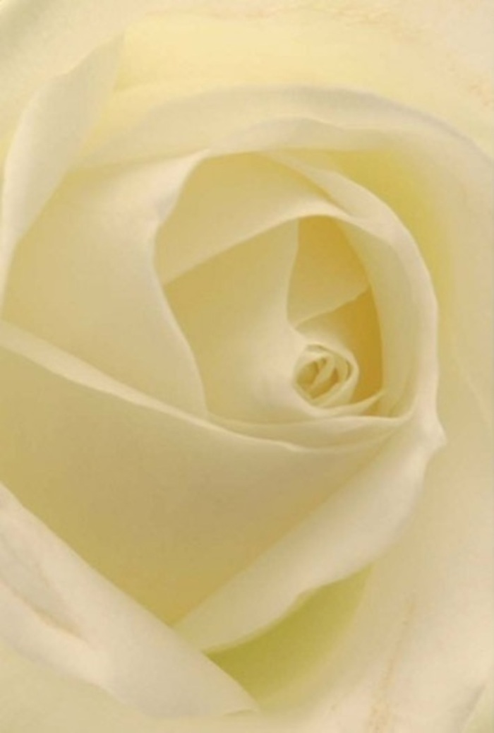 Seen through the lens of a devoted Dollis Hill florist, this close-up of a classic white rose offers a masterclass in harmony and refinement. Layer after layer, the petals unfurl with exquisite softness, blending milky whites and creamy neutrals as they catch the soft, natural light reminiscent of a gentle day near Willesden Green. From the outermost, thinly edged petals-nearly sheer-to the robust, coiled heart, every detail reflects skilled craftsmanship and the loving intention behind every piece prepared by Dollis Hill Flowers. The rose evokes both serenity and sophistication; its form is ideal for heartfelt gestures-a discreet apology, an elegant anniversary, or a centrepiece for a wedding along Brook Road. The intricate shadows nestled within its spiral core suggest resilience and honesty, while the barely-there fragrance drifts with a purity reserved for the most honest emotions. In every shade and fold, this rose becomes a tangible symbol of tender resilience and enduring affection.